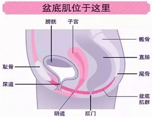 产后做盆底肌康复有必要做吗？效果如何?多少钱一次?