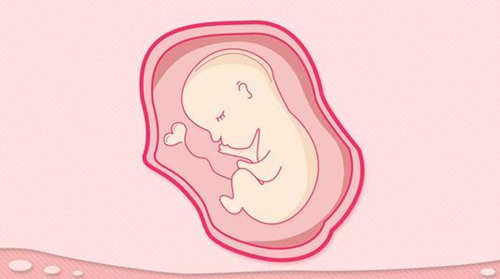 怀孕时宝宝的胚胎