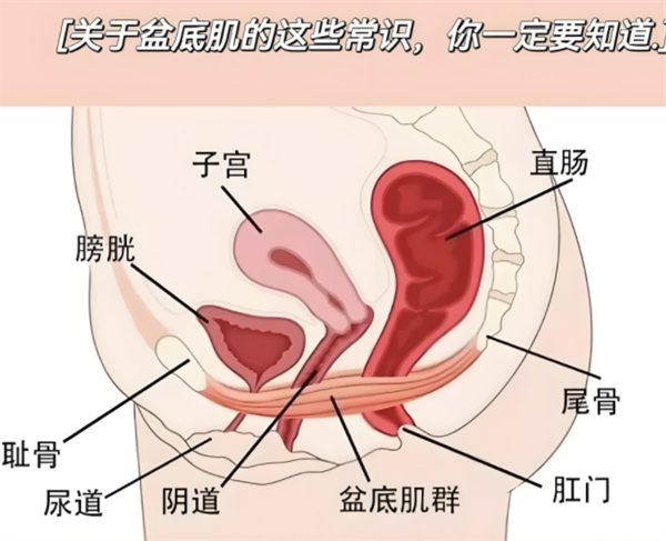 生完孩子修复需要多少钱？盆底肌修复多少钱一次？