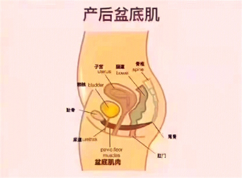 月子期间必做产康项目：盆底肌修复/腹直肌修复/形体训练/乳腺形态训练/心理调整必做！