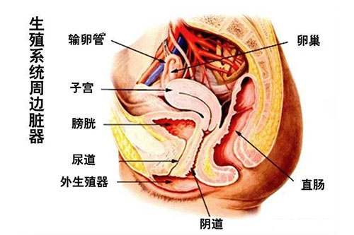 生殖器周边脏器图