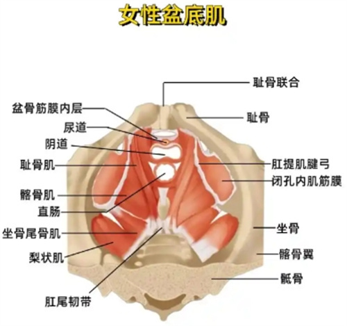 盆底肌修复能让下面变紧吗？真实原理+结果，产后妈妈必看